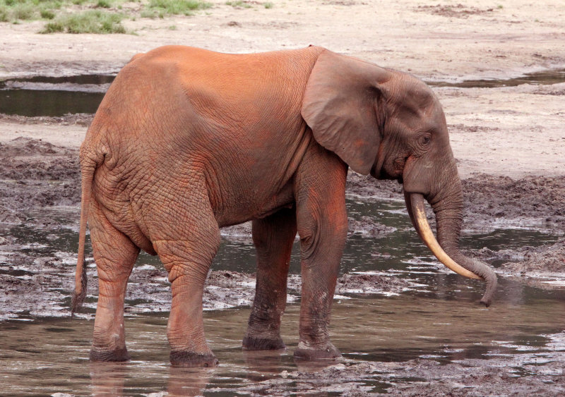 ELEPHANT - FOREST ELEPHANT - DZANGA BAI - DZANGA NDOKI NATIONAL PARK CENTRAL AFRICAN REPUBLIC (81).JPG