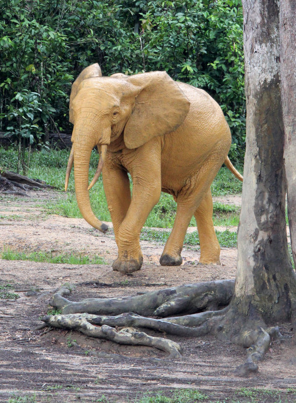 ELEPHANT - FOREST ELEPHANT - DZANGA BAI - DZANGA NDOKI NP CENTRAL AFRICAN REPUBLIC (119).JPG