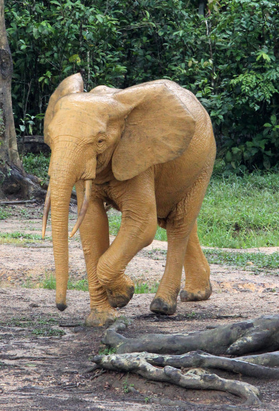 ELEPHANT - FOREST ELEPHANT - DZANGA BAI - DZANGA NDOKI NP CENTRAL AFRICAN REPUBLIC (123).JPG
