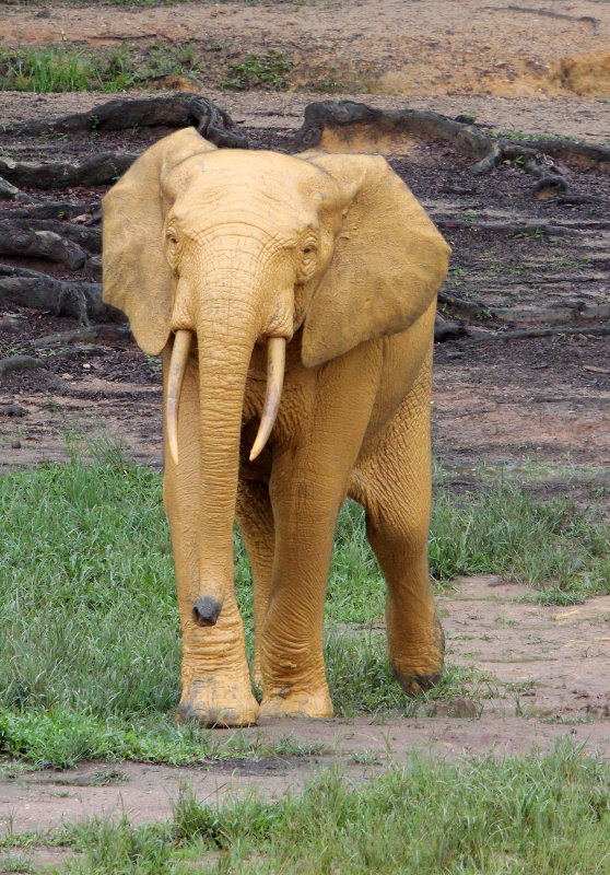 ELEPHANT - FOREST ELEPHANT - DZANGA BAI - DZANGA NDOKI NP CENTRAL AFRICAN REPUBLIC (130).JPG