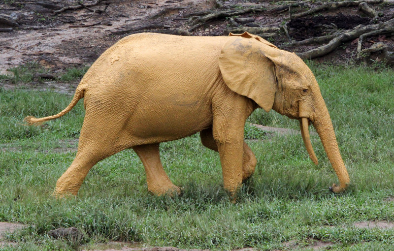ELEPHANT - FOREST ELEPHANT - DZANGA BAI - DZANGA NDOKI NP CENTRAL AFRICAN REPUBLIC (149).JPG