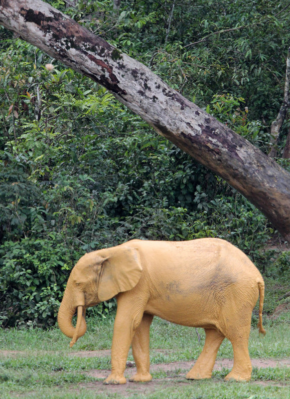 ELEPHANT - FOREST ELEPHANT - DZANGA BAI - DZANGA NDOKI NP CENTRAL AFRICAN REPUBLIC (152).JPG