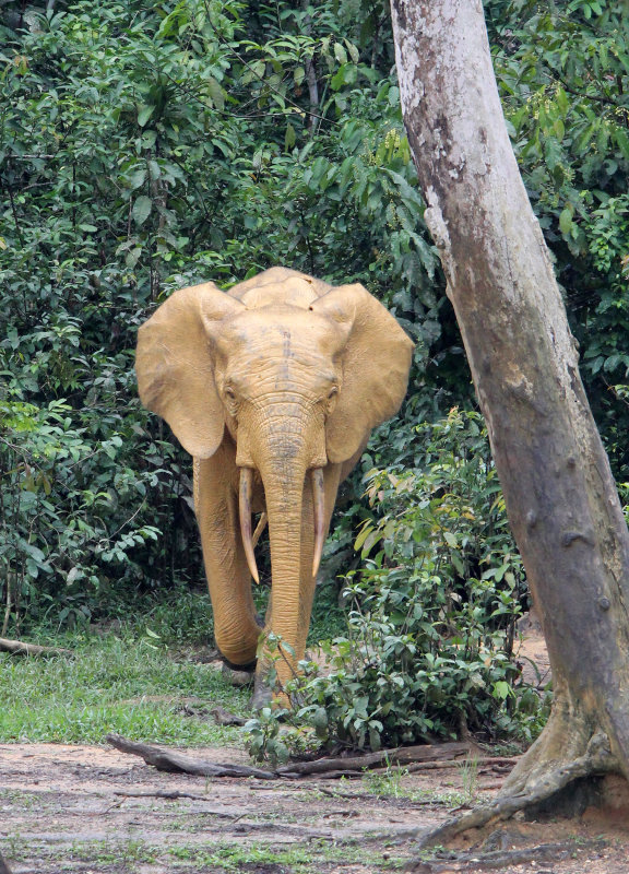 ELEPHANT - FOREST ELEPHANT - DZANGA BAI - DZANGA NDOKI NP CENTRAL AFRICAN REPUBLIC (171).JPG
