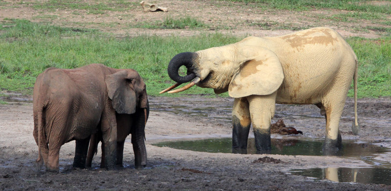 ELEPHANT - FOREST ELEPHANT - DZANGA BAI - DZANGA NDOKI NP CENTRAL AFRICAN REPUBLIC (215).JPG