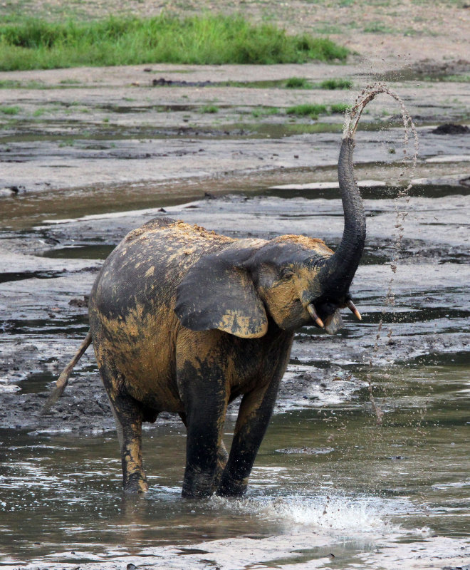 ELEPHANT - FOREST ELEPHANT - DZANGA BAI - DZANGA NDOKI NP CENTRAL AFRICAN REPUBLIC (98).JPG