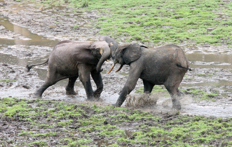 ELEPHANT - FOREST ELEPHANT - DZANGHA BAI - DZANGHA NDOKI NP - CENTRAL AFRICAN REPUBLIC (162).JPG