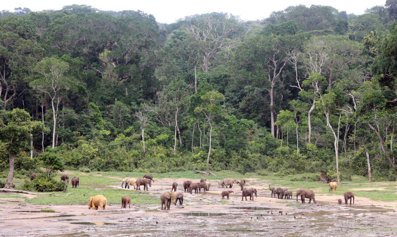 ELEPHANT - FOREST ELEPHANT - DZANGHA BAI - DZANGHA NDOKI NP - CENTRAL AFRICAN REPUBLIC (180).JPG