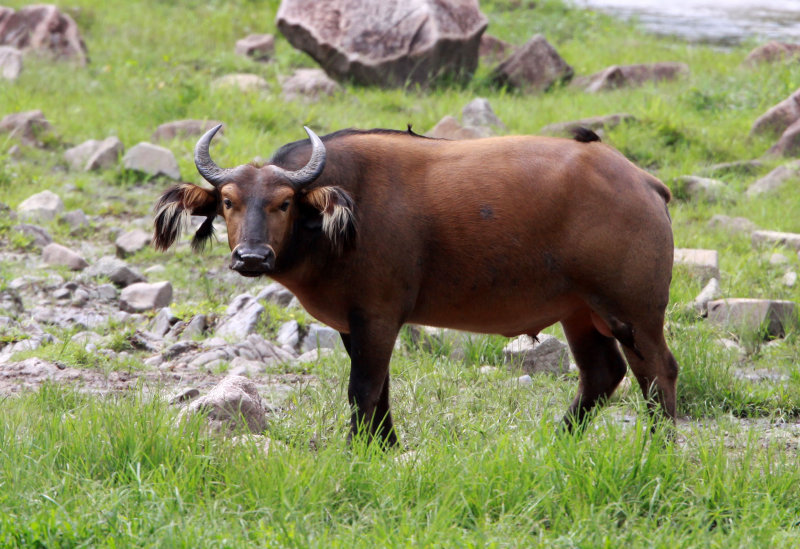 BOVID - BUFFALO - FOREST BUFFALO - DZANGHA NDOKI NATIONAL PARK - CENTRAL AFRICAN REPUBLIC (17).JPG