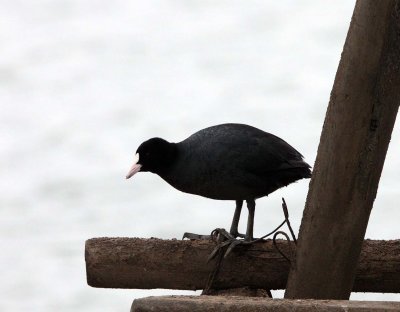 BIRD - COOT - COMMON COOT- YANCHENG CHINA (2).JPG