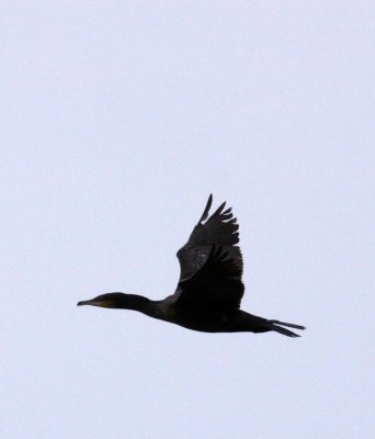 BIRD - CORMORANT - GREAT CORMORANT - YANCHENG CHINA (2).JPG