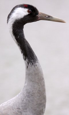 BIRD - CRANE - COMMON CRANE - CAP - YANCHENG CHINA (1).JPG