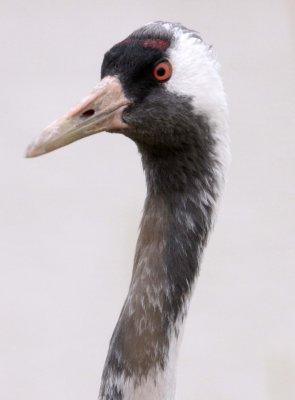 BIRD - CRANE - COMMON CRANE - CAP - YANCHENG CHINA (4).JPG