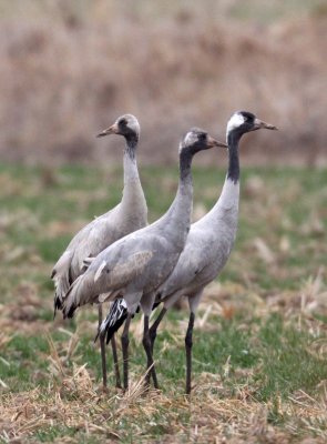 BIRD - CRANE - COMMON CRANE - YANCHENG CHINA (1).JPG