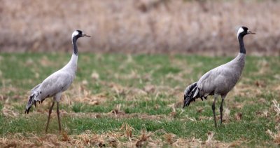 BIRD - CRANE - COMMON CRANE - YANCHENG CHINA (12).JPG