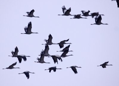 BIRD - CRANE - COMMON CRANE - YANCHENG CHINA (55).JPG