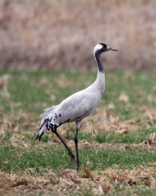 BIRD - CRANE - COMMON CRANE - YANCHENG CHINA (7).JPG