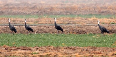 BIRD - CRANE - HOODED CRANE - YANCHENG CHINA (2).JPG