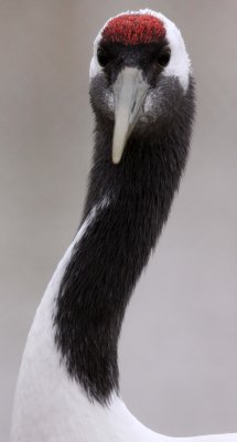 BIRD - CRANE - RED-CROWNED CRANE - CAP - YANCHENG CHINA (2).JPG