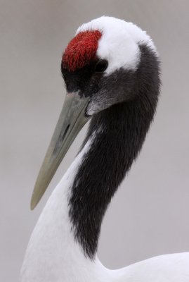 BIRD - CRANE - RED-CROWNED CRANE - CAP - YANCHENG CHINA (4).JPG