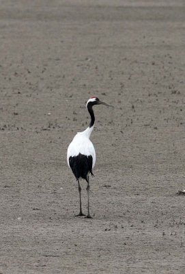 BIRD - CRANE - RED-CROWNED JAPANESE CRANE  - YANCHENG CHINA (10).JPG