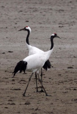 BIRD - CRANE - RED-CROWNED JAPANESE CRANE  - YANCHENG CHINA (108).JPG