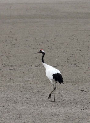 BIRD - CRANE - RED-CROWNED JAPANESE CRANE  - YANCHENG CHINA (11).JPG