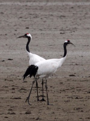 BIRD - CRANE - RED-CROWNED JAPANESE CRANE  - YANCHENG CHINA (110).JPG