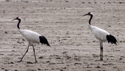 BIRD - CRANE - RED-CROWNED JAPANESE CRANE  - YANCHENG CHINA (148).JPG