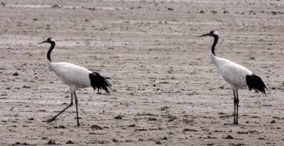 BIRD - CRANE - RED-CROWNED JAPANESE CRANE  - YANCHENG CHINA (152).JPG