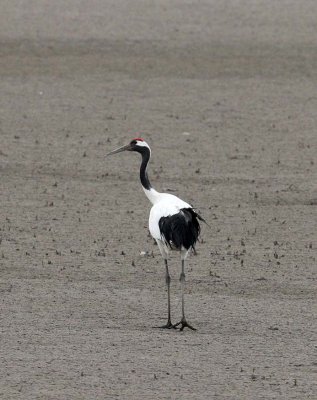 BIRD - CRANE - RED-CROWNED JAPANESE CRANE  - YANCHENG CHINA (20).JPG