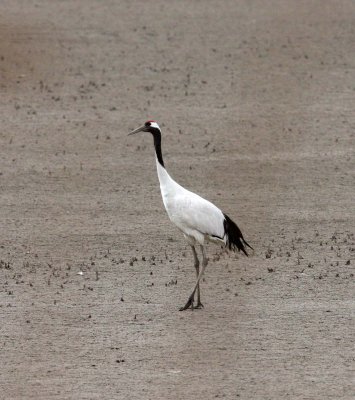 BIRD - CRANE - RED-CROWNED JAPANESE CRANE  - YANCHENG CHINA (4).JPG