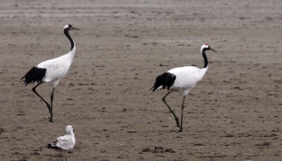 BIRD - CRANE - RED-CROWNED JAPANESE CRANE  - YANCHENG CHINA (77).JPG