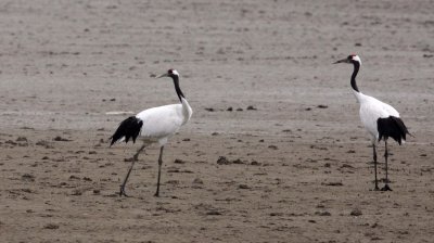 BIRD - CRANE - RED-CROWNED JAPANESE CRANE  - YANCHENG CHINA (98).JPG