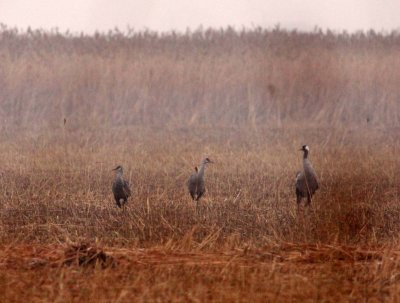 BIRD - CRANE - SANDHILL CRANE - YANCHENG CHINA (3).JPG