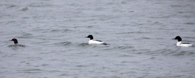 BIRD - DUCK - COMMON MERGANSER - YANCHENG CHINA (1).JPG