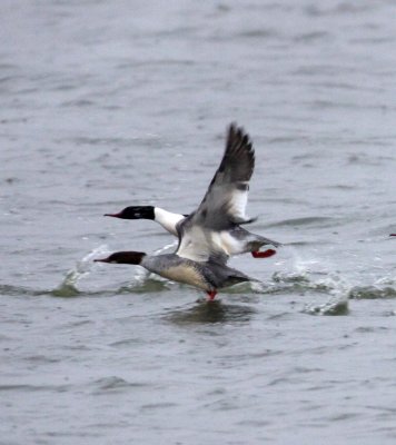 BIRD - DUCK - COMMON MERGANSER - YANCHENG CHINA (6).JPG