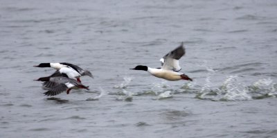 BIRD - DUCK - COMMON MERGANSER - YANCHENG CHINA (7).JPG