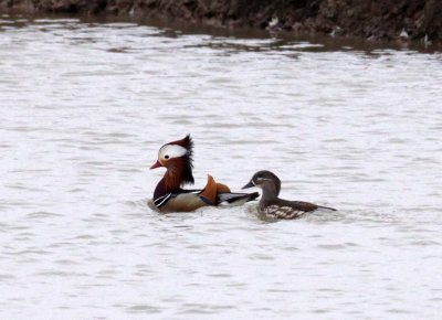 BIRD - DUCK - MANDARIN DUCK - YANCHENG CHINA (12).JPG