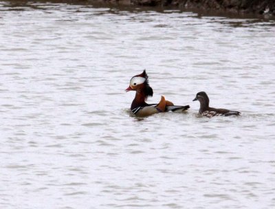 BIRD - DUCK - MANDARIN DUCK - YANCHENG CHINA (15).JPG