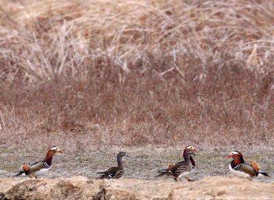 BIRD - DUCK - MANDARIN DUCK - YANCHENG CHINA (22).JPG