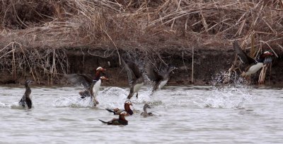 BIRD - DUCK - MANDARIN DUCK - YANCHENG CHINA (29).JPG