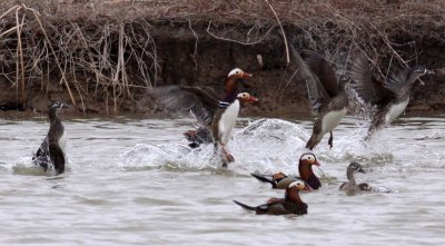 BIRD - DUCK - MANDARIN DUCK - YANCHENG CHINA (30).jpg