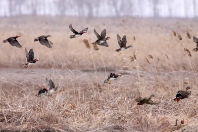 BIRD - DUCK - MANDARIN DUCK - YANCHENG CHINA (43).JPG