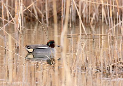 BIRD - DUCK - TEAL - COMMON TEAL - YANCHENG CHINA (2).JPG