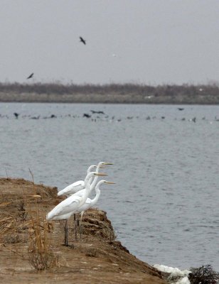 BIRD - EGRET - GREAT WHITE EGRET - - YANCHENG CHINA (5).JPG