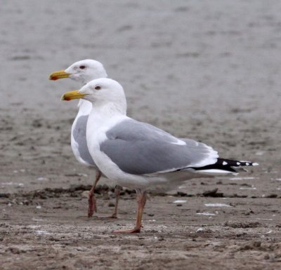 BIRD - GULL - HUEGLIN'S GULL- YANCHENG CHINA (7).JPG