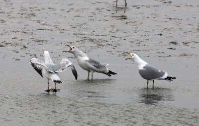 BIRD - GULL - MONGOLIAN GULL - YANCHENG CHINA (8).JPG