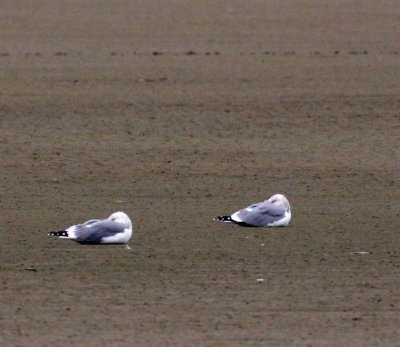 BIRD - GULL - VEGA GULL- YANCHENG CHINA (3).JPG