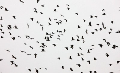 BIRD - HERON - BLACK-CROWNED NIGHT HERON - - YANCHENG CHINA (3).JPG