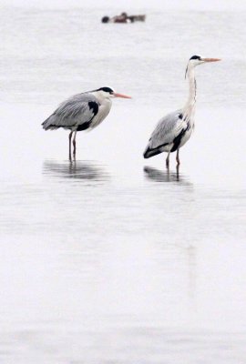 BIRD - HERON - GREY HERON - YANCHENG CHINA (5).JPG